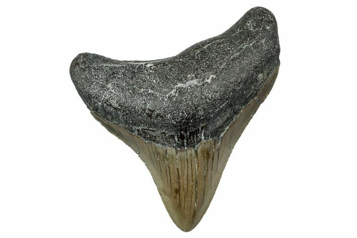 Serrated, Juvenile Megalodon Tooth - North Carolina #342204